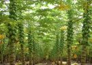 کاشت گیاه پاپایا برای نخستین بار در استان یزد انجام شد