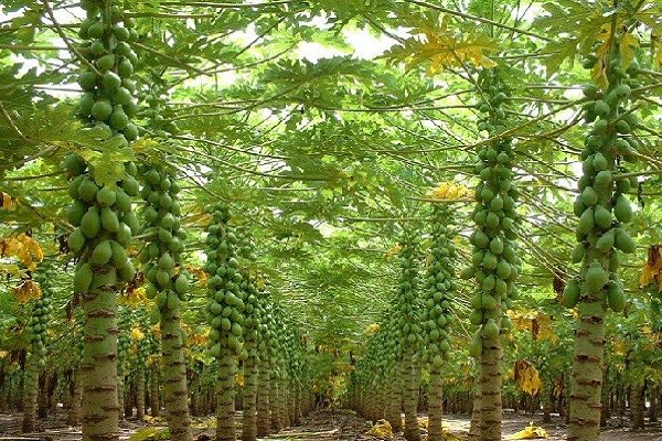 کاشت گیاه پاپایا برای نخستین بار در استان یزد انجام شد