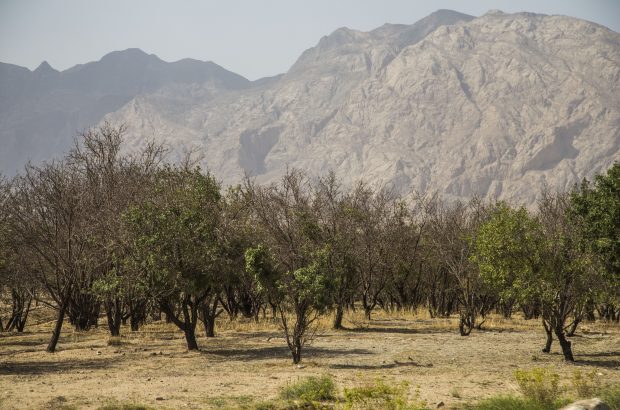 زنگ خطر خشکسالی در استان یزد به صدا در آمد