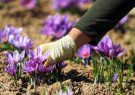 زعفران، گیاهی سازگار با اقلیم کویر/ درآمدزایی بالای طلای سرخ برای کشاورزان