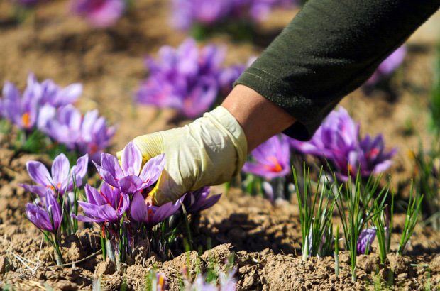 زعفران، گیاهی سازگار با اقلیم کویر/ درآمدزایی بالای طلای سرخ برای کشاورزان