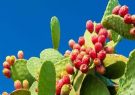 استفاده از کاکتوس برای جلب مشارکت یزدی‌ها در پویش درختکاری