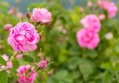 برداشت ۱۵۰۰ تن گل محمدی از باغات استان یزد