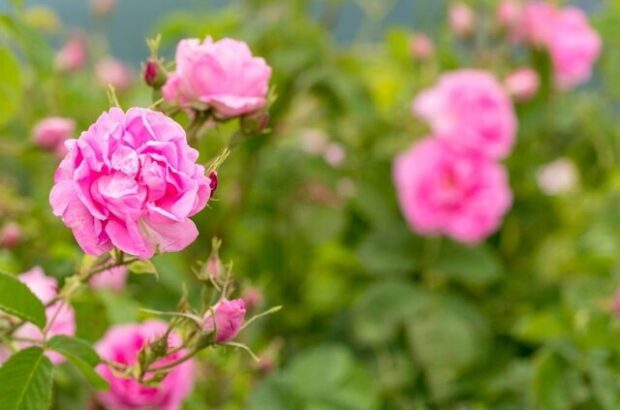 برداشت ۱۵۰۰ تن گل محمدی از باغات استان یزد