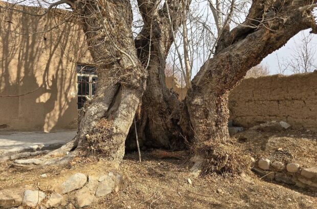 ۲ اثر طبیعی یزد ثبت ملی شد