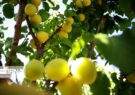 کاهش ۳۰ درصدی برداشت زردآلو در ابرکوه یزد