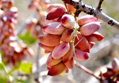 ۵۰ هزار تُن پسته از باغ‌های استان یزد برداشت شد