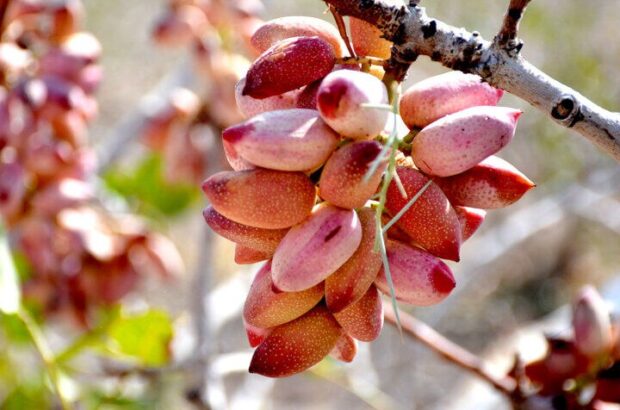 ۵۰ هزار تُن پسته از باغ‌های استان یزد برداشت شد