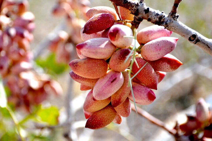 ۵۰ هزار تُن پسته از باغ‌های استان یزد برداشت شد